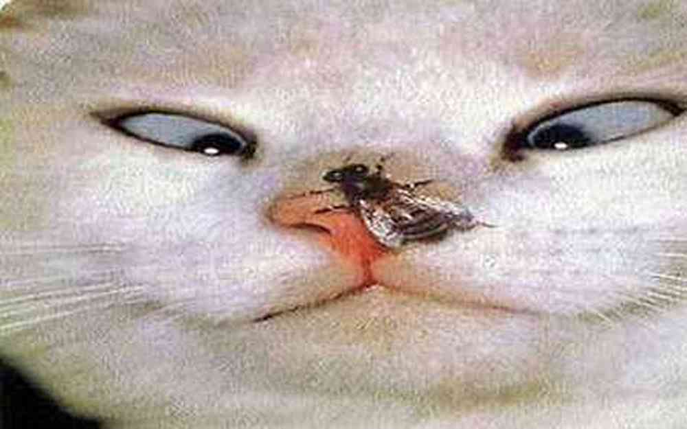 Une mouche sur le nez d'un chat
