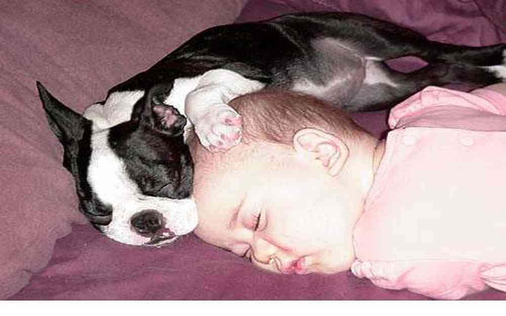 Bébé dort à coté d'un chien