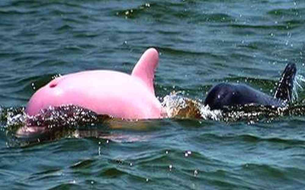 Un dauphin rose dans un lac de Louisiane 