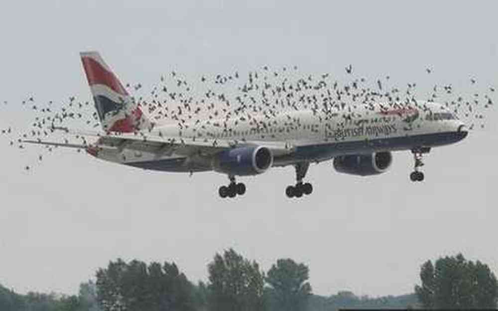 British Airways escorté par des oiseaux