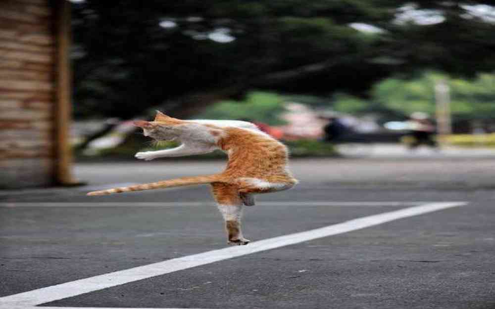 danse du chat