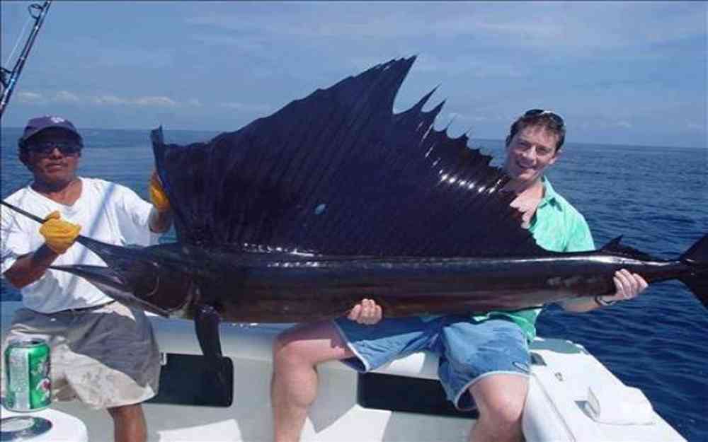 Sailfish poisson