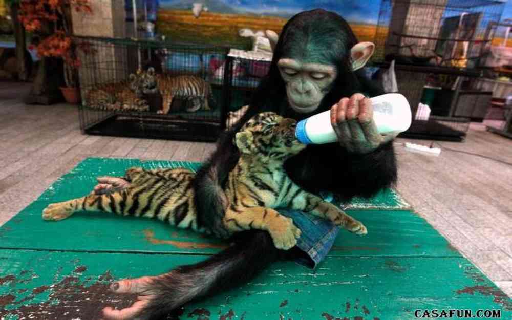 le singe et le tigre