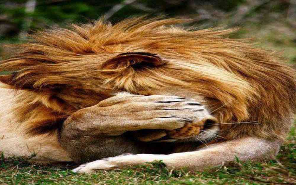 lion fait la sieste