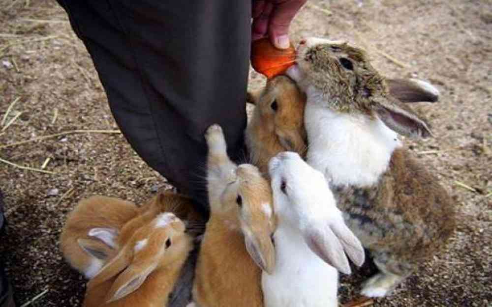lapins aux carottes