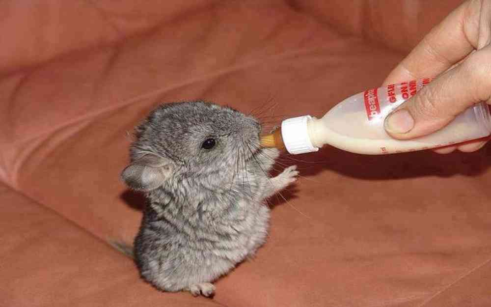 bébé chinchilla
