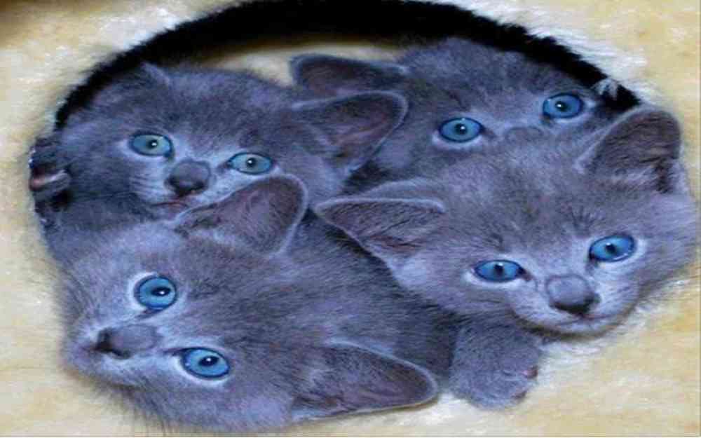 chats yeux bleus