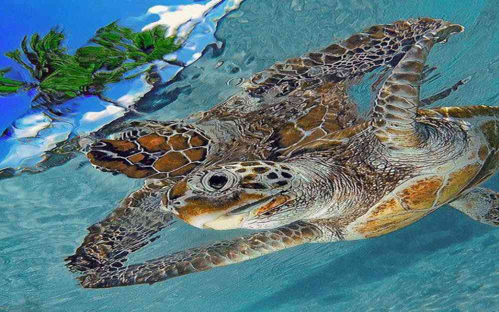 tortue de mer