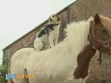 Un chien cavalier - le poney a toujours apprécier