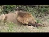 la vengeance d'un lion sur les hyènes