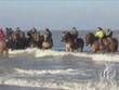 Les chevaux de trait sur la plage
